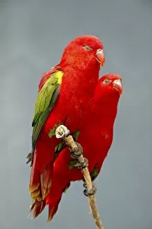Images Dated 18th April 2009: Two chattering lory (Lorius garrulus) in captivity, Rio Grande Zoo, Albuquerque Biological Park