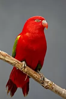 Images Dated 18th April 2009: Chattering lory (Lorius garrulus) in captivity, Rio Grande Zoo, Albuquerque Biological Park