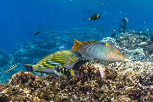 Komodo Island Prints: Checkerboard wrasse (Halichoeres hortulanus)