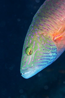 Marine Animal Prints: Cheek-lined wrasse (Oxycheilinus digramma), Matangi Island, Vanua Levu, Fiji, Pacific