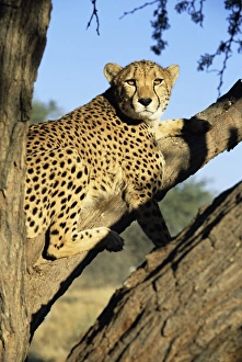 Rest Prints: Cheetah, Acinonyx jubartus