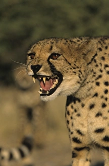 Cheetah, (Acinonyx jubatus)