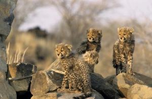Cheetah, (Acinonyx jubatus)