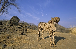 Cheetah, (Acinonyx jubatus)