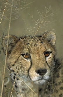 Cheetah, (Acinonyx jubatus)