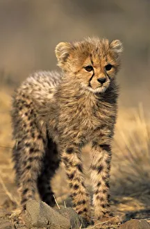 Images Dated 29th February 2008: Cheetah, (Acinonyx jubatus)