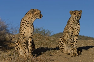Cheetah, Acinonyx jubatus