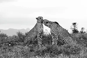 Monochrome Prints: Cheetah (Acinonyx jubatus) allogrooming