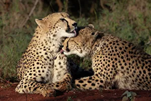 Nature Lover Prints: Cheetah (Acinonyx jubatus) allogrooming