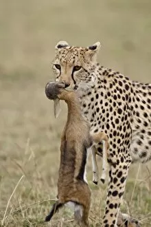 Images Dated 5th October 2007: Cheetah (Acinonyx jubatus) with baby Thomsons Gazelle (Gazella thomsonii)