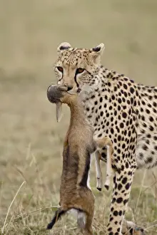 Cheetah (Acinonyx jubatus) with baby Thomsons Gazelle (Gazella thomsonii)