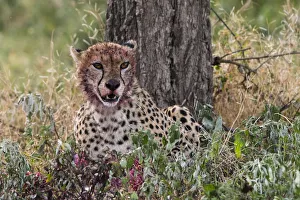 Serengeti Prints: Cheetah (Acinonyx jubatus) with a bloody face after feeding