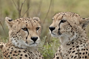 Threatened Species Prints: Cheetah (Acinonyx jubatus) brothers, Serengeti National Park, Tanzania