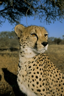 Looking To Side Prints: Cheetah (Acinonyx jubatus) in captivity