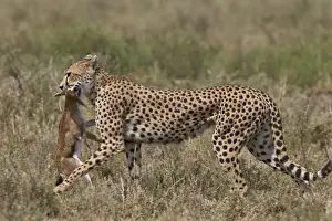 Cheetah (Acinonyx jubatus) carrying a Thomsons gazelle (Gazella thomsonii) calf