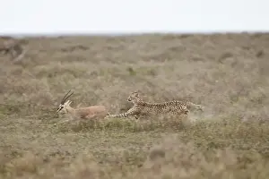 Cheetah (Acinonyx jubatus) chasing a Thomsons gazelle (Gazella thomsonii), Serengeti National Park, Tanzania, East Africa, Africa