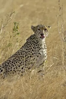 Cheetah (Acinonyx jubatus ) cleaning up after eating