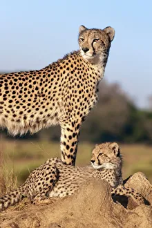 Day Time Prints: Cheetah (Acinonyx jubatus) with cub