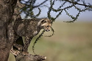 Serengeti Prints: Cheetah (Acinonyx jubatus) cub in an acacia tree, Ngorongoro Conservation Area, UNESCO