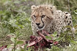 Safari Animals Gallery: Cheetah (Acinonyx jubatus) cub at a kill, Serengeti National Park, Tanzania