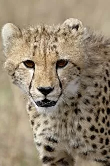 Cheetah (Acinonyx jubatus) cub, Masai Mara National Reserve, Kenya, East Africa, Africa