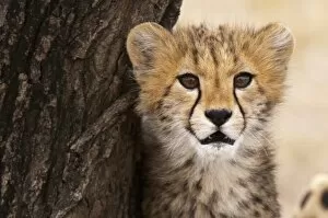 Images Dated 9th October 2009: Cheetah (Acinonyx jubatus) cub, Masai Mara, Kenya, East Africa, Africa