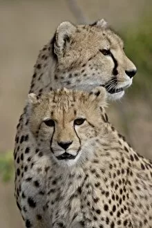 Safari Animals Gallery: Cheetah (Acinonyx jubatus) cub and mother, Masai Mara National Reserve
