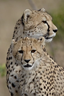 Safari Animals Gallery: Cheetah (Acinonyx jubatus) cub and mother, Masai Mara National Reserve