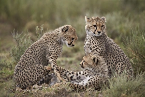 Serengeti Prints: Cheetah (Acinonyx jubatus) cubs, Serengeti National Park, Tanzania, East Africa, Africa