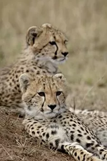 Images Dated 11th October 2007: Two Cheetah (Acinonyx jubatus) cubs, Masai Mara National Reserve, Kenya