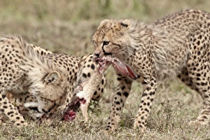 Carcass Prints: Two cheetah (Acinonyx jubatus) cubs at an African hare kill, Serengeti National Park