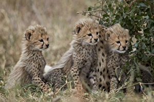 Safari Animals Gallery: Three cheetah (Acinonyx jubatus) cubs about a month old, Serengeti National Park