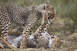 Serengeti Prints: Cheetah (Acinonyx jubatus) cubs playing, Serengeti National Park, Tanzania, East Africa