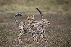 Cheetah (Acinonyx jubatus) cubs playing, Serengeti National Park, Tanzania, East Africa