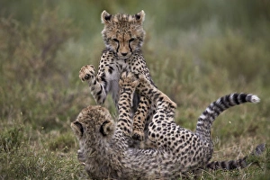 Cheetah (Acinonyx jubatus) cubs playing, Serengeti National Park, Tanzania, East Africa
