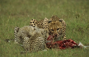 Baby Animals Prints: Cheetah (Acinonyx jubatus), with cubs and prey, Masai Mara, Kenya, East Africa, Africa