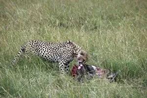 Images Dated 5th October 2008: Cheetah (Acinonyx jubatus) eating prey, Masai Mara National Reserve, Kenya, East Africa, Africa