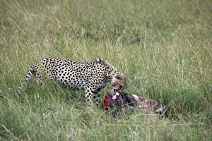 Images Dated 5th October 2008: Cheetah (Acinonyx jubatus) eating prey, Masai Mara National Reserve, Kenya, East Africa, Africa