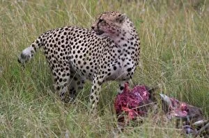 Images Dated 5th October 2008: Cheetah (Acinonyx jubatus) eating wildebeest kill, Masai Mara National Reserve