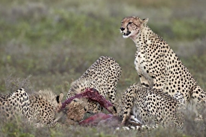 Serengeti Prints: Cheetah (Acinonyx jubatus) family at a kill