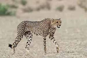 Cheetah (Acinonyx jubatus), Kgalagadi Transfrontier Park, Northern Cape, South Africa, Africa
