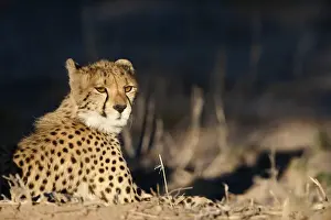 Cheetah (Acinonyx jubatus), Kgalagadi Transfrontier Park, South Africa, Africa