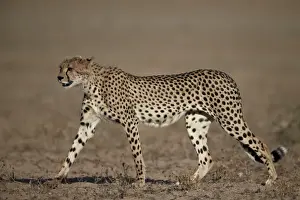 Cheetah (Acinonyx jubatus), Kgalagadi Transfrontier Park, encompassing the former Kalahari Gemsbok National Park, South Africa, Africa
