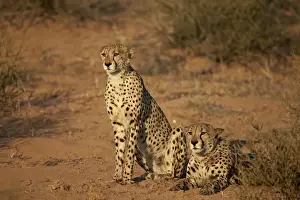 Two cheetah (Acinonyx jubatus), Kgalagadi Transfrontier Park, encompassing the former Kalahari Gemsbok National Park, South Africa, Africa
