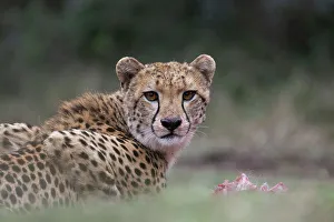 Gaze Prints: Cheetah (Acinonyx jubatus) on kill