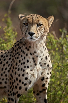 Cheetah (Acinonyx jubatus), Kruger National Park, South Africa, Africa