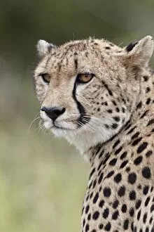 Foreground Focus Gallery: Cheetah (Acinonyx jubatus), Kruger National Park, South Africa, Africa