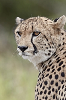Safari Animals Gallery: Cheetah (Acinonyx jubatus), Kruger National Park, South Africa, Africa