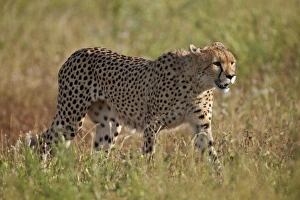 Cheetah (Acinonyx jubatus), Kruger National Park, South Africa, Africa