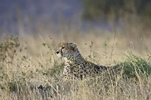 Cheetah (Acinonyx jubatus) lying down while surveying an open plain